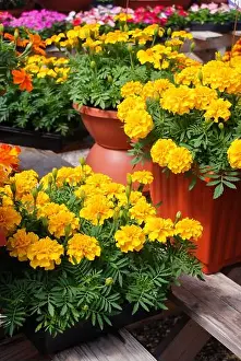 Saturated Prints: Tagetes patula french marigold in bloom, orange yellow flowers, green leaves, pot plant