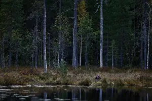 Skunk Prints: Taiga forest with wolverine. Finland wildlife