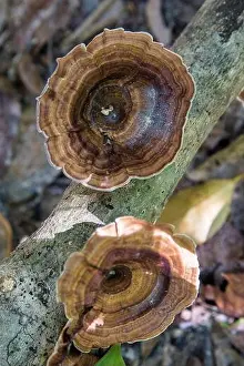 Overgrown Prints: tail mushrooms, trametes versicolor, Koh Rong Samloem, Cambodia