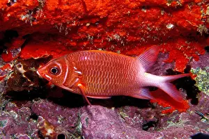 Coral Reef Fish Prints: Tailspot squirrelfish, Sargocentron caudimaculatum, Fiji, Pacific Ocean