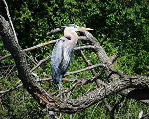 Blue Heron Prints: Taken from a canoe; a great blue heron is framed by tree branches as it stands on the shore of a creek