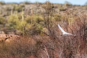 Wild Bird Prints: Taking Flight!