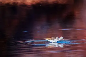 Wild Bird Prints: Taking A Look In The Lower Salt River