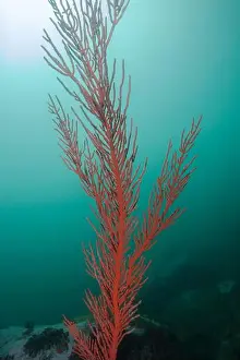 Cold Water Prints: A tall growing Palmate sea fan (Leptogoria palma) bright orange color with turquoise background