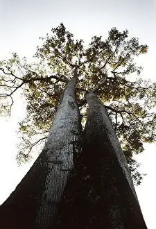 Sub Tropical Prints: Tall Keraro (aningeria adolfi-fredichii) trees of Ethiopia