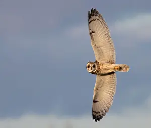 Bird In Flight Prints: A Very Tall Owl - rare short eared owl(Asio flammeus) sighting in the UK