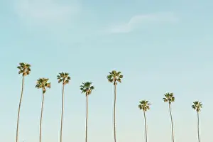 Newport Prints: Tall palm trees in Corona Del Mar, Newport Beach, California
