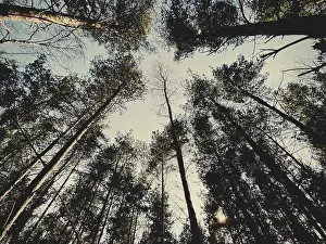 Stockimo Prints: Tall pine trees in rural dense forest