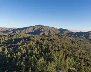 Tall pines cover the mountain tops in the Angeles National Forest of California