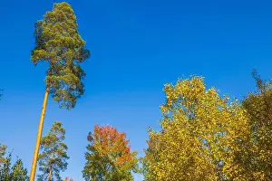Clear Weather Prints: Tall trees with autumn foliage under clear blue sky in peaceful forest. Sweden