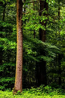 Forest Green Prints: Tall trees in a dense, lush forest