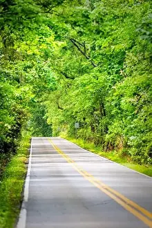 Tallahassee Prints: Tallahassee, Florida Miccosukee street scenic canopy road with nobody during day with southern live oak trees vertical