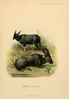 Bulls Prints: The tamaraw or Mindoro dwarf buffalo (Bubalus mindorensis) [Here as Tamarau