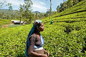Sari Prints: Tamil tea pickers work the hillside tea bushes in Sri Lanka's hill country of Nuwara Eliya