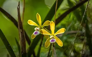 Orchids Prints: Tampa Butterfly Orchids also know as Florida Butterfly Orchids growing wild in Myakka River State Park ion Sarasota