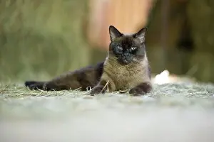 Whiskers Prints: tan and black fuzzy cat hanging out in a barn