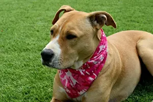 Camo Prints: Tan Pit Bull Terrier Dog With Camo Bandana