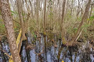 Surrounded Prints: Tangled Forest in Deep in a Swamp in the Okefenokee National Wildlife Refuge in Georgia