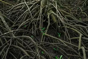 Mangrove Prints: Tangled mangrove roots in lush green swamp forest