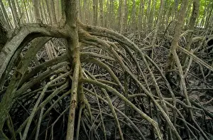 Mangrove Prints: Tangled mangrove roots in muddy coastal swamp