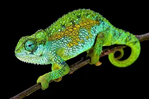 Tanzanian Montane Dwarf Chameleon (Trioceros sternfeldi)