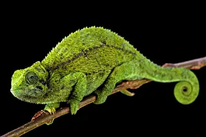 Arboreal Prints: Tanzanian Montane Dwarf Chameleon (Trioceros sternfeldi) female