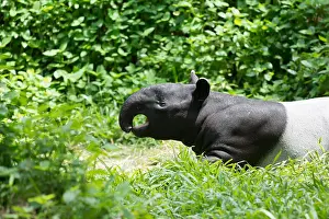 Hoof Prints: tapir in the forest