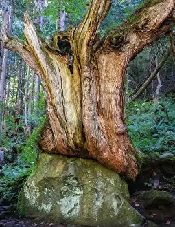 Ferns Prints: The Tateshina-Genseirin Primeval Forest