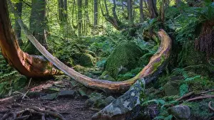 Ferns Prints: The Tateshina-Genseirin Primeval Forest