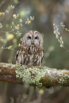 Willow Prints: Tawny Owl; Strix aluco Single with Willow Cornwall; UK