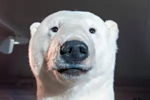 Taxidermy Prints: Taxidermy Polar Bear - Norway