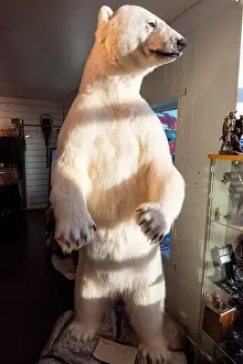 Taxidermy Prints: Taxidermy Polar Bear - Norway