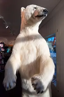 Taxidermy Prints: Taxidermy Polar Bear - Norway