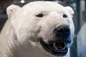 Taxidermy Prints: Taxidermy Polar Bear - Norway
