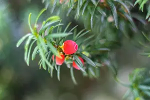 Coniferous Prints: Taxus baccata, red cones of yew with green foliage