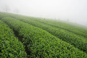 Directly Above Prints: tea garden