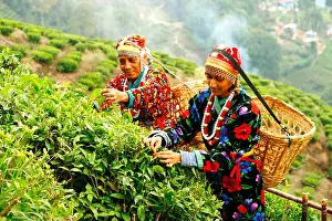 West Bengal Prints: Tea leaf collecting in Darjeeling ; West Bengal ; India MR#764