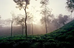 Frog Prints: Tea is a major industry in Bangladesh and grows in the low hills of Chittagong and Sylhet