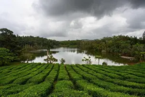 Tea Plantation Prints: Tea Plantation and Lake in Bois Cheri, Mauritius with Shrubs and Bushes