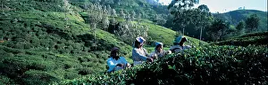 Green Hills Prints: Tea Plantation Sri Lanka