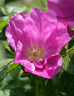 Tea Rose Prints: Tea Rose Rosa Escapade Floribunda