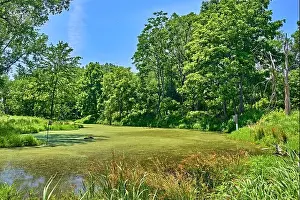 Water Reflection Prints: Teaneck Creek Conservancy in Teaneck