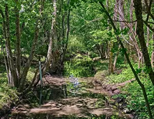 Emerald Prints: Teaneck Creek Conservancy in Teaneck