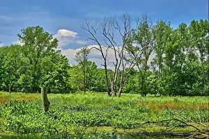 Water Reflection Prints: Teaneck Creek Conservancy in Teaneck