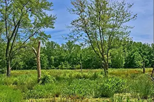 Water Reflection Prints: Teaneck Creek Conservancy in Teaneck
