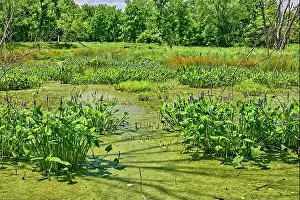 Water Reflection Prints: Teaneck Creek Conservancy in Teaneck