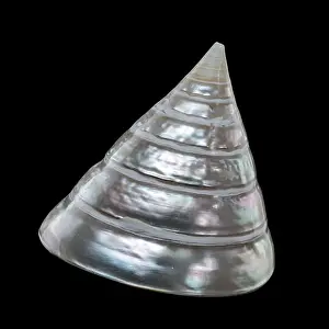 Odesa Oblast Prints: Tectus pyramis pearl shell on black background