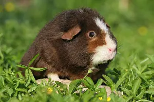 Laterally Prints: US Teddy guinea pig