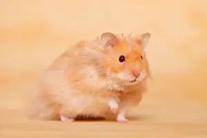 Long Haired Prints: Teddyhamster / longhaired Hamster