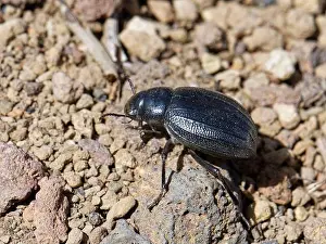 Tenerife Prints: Teide darkling beetle / Teide Pimelia beetle (Pimelia ascendens) a species endemic to Tenerife